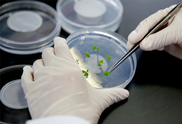 SPL Plant Culture Dish 植物培養皿, PS, 100x40mm, Sterile 310101 和更多型號 - 商品圖 1